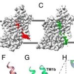 PNAS丨中国科学技术大学佘继研究提出哺乳动物牛磺酸转运体的底物识别与转运分子机制