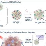 Biomaterials | 山东第一医科大学董自亮/武涵研究制备通用靶向型自扩增纳米系统增强抗肿瘤免疫治疗效果