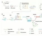 Biosensors and Bioelectronics | 南京大学项阳教授报道一种基于功能核酸的抗肿瘤mRNA疫苗临床评效