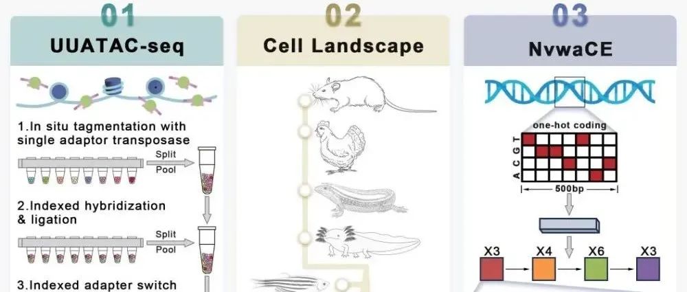 【科技前沿】Cell | 郭国骥团队开发女娲系列模型破译脊椎动物基因组天书