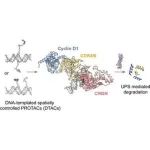 文献分享| JACS.: DNA模板化的空间控制蛋白水解靶向嵌合体用于降解细胞周期蛋白D1-CDK4/6复合物