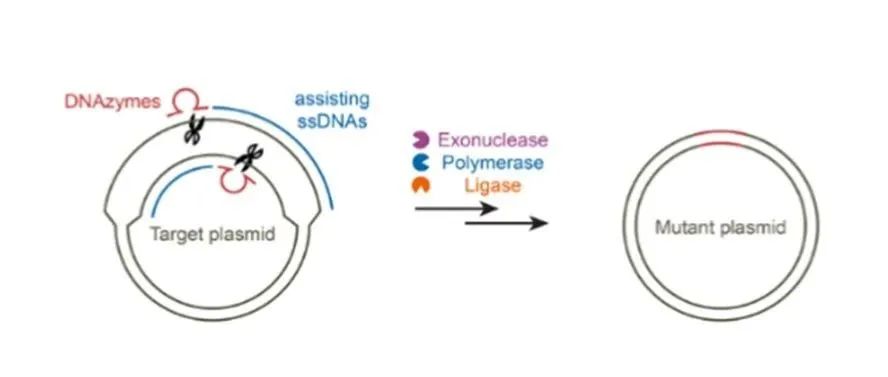 文献分享 | Angew.：利用 DNA 酶介导的单链 DNA 辅助双链 DNA 切割实现重复序列的无 PCR 定点突变