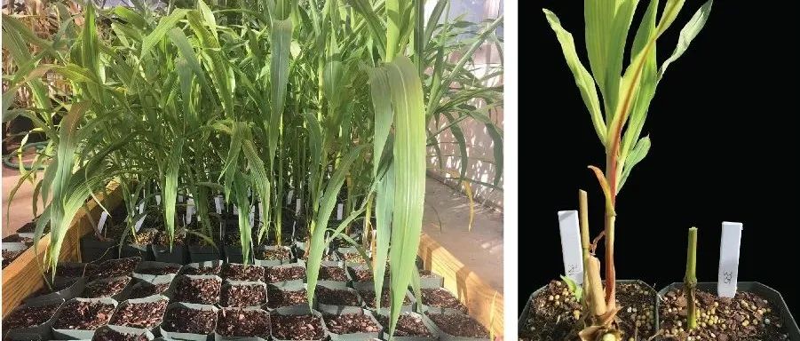 如何进行植物蛋白质互作筛选？