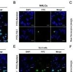 Mol Cancer丨江苏大学屠志刚等团队发现靶向B细胞非霍奇金淋巴瘤中的新靶点：CD30L