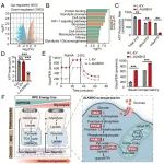 PNAS | 南京医科大学陈雪团队揭示 ALKBH3 在年龄相关性黄斑变性中的代谢调控机制