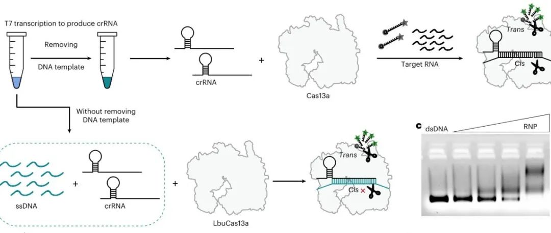 Nat. Biomed. Eng. &#166;LbuCas13a直接靶向DNA并具有较强的反式切割活性