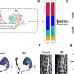 Adv Sci丨北京大学李危石研究揭示了iMSCs-Exos在调节巨噬细胞极化和糖酵解代谢重编程中的关键作用
