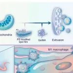 PNAS | 华南理工大学付晓玲研究揭示了Mito@Microgels对氧化应激损伤心肌细胞和炎症巨噬细胞表型的调控作用