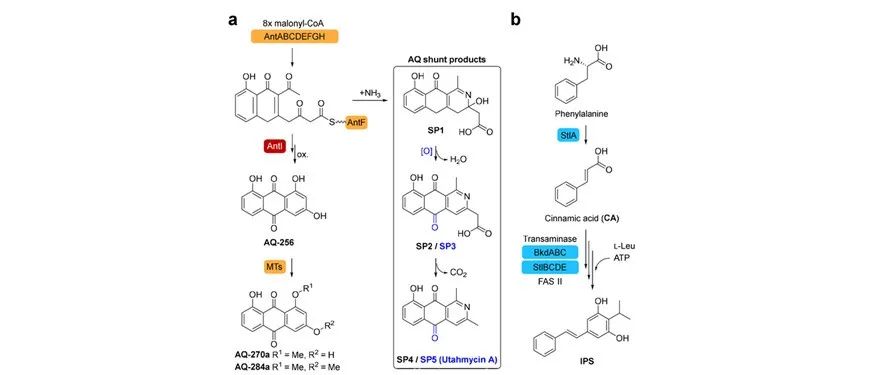 阅读 JACS | 肉桂酸通过靶向抑制AntI调控蒽醌色素的合成
