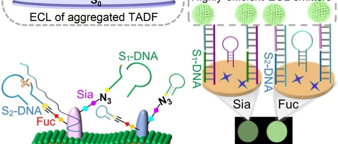 南京大学鞠熀先等：利用聚集热激活延迟荧光分子提升固态电化学发光效率，实现蛋白质特异性糖型的生物传感