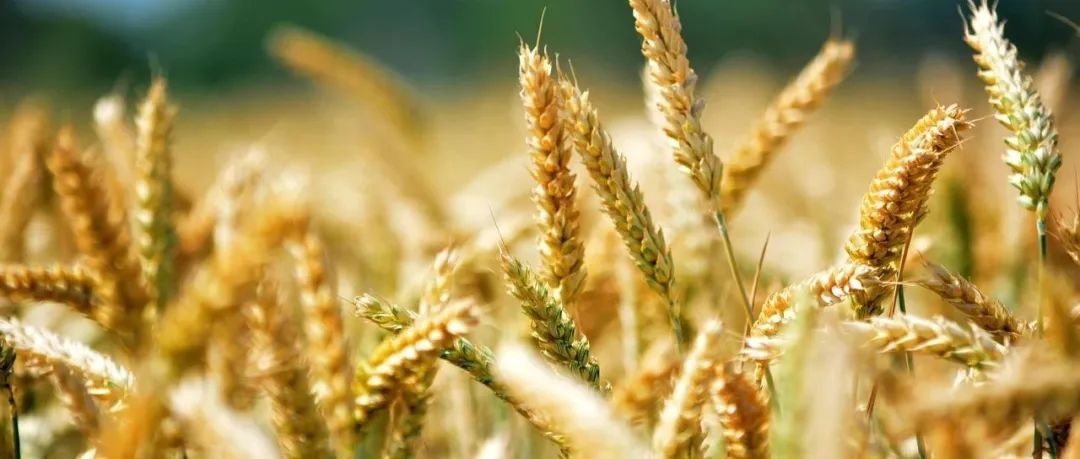 PNAS | 河南农业大学陈锋团队/北京大学邓兴旺院士团队合作挖掘小麦茎基腐抗性新基因并解析其调控机制