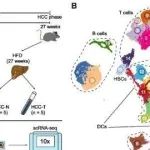 Mol Cancer丨暨南大学林雪嘉等团队揭示从 MASH 到 HCC 转变过程中免疫微环境的重编程