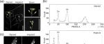Plant Cell Environ | 武汉大学孙蒙祥团队破解温度调控单倍体诱导效率机制为作物精准育种提供新策略