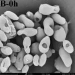 Food Biosci | 中国科学院成都生物所舒丹团队在伊枯草菌素A对食品腐败酵母抑杀机理研究中获得进展