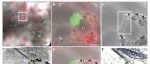 【科技前沿】中国科学院生物物理研究所纪伟与薛艳红团队：利用冷冻光电关联技术揭示神经元突触的结构