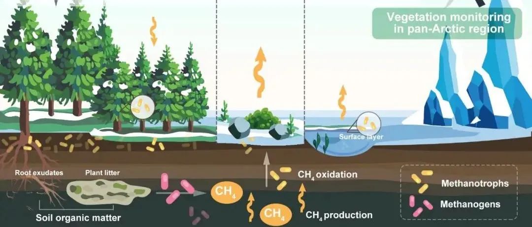 华东师范大学生环学院周小奇教授团队《Trends in Plant Science》最新成果！首次系统揭示植被-甲烷互作机制