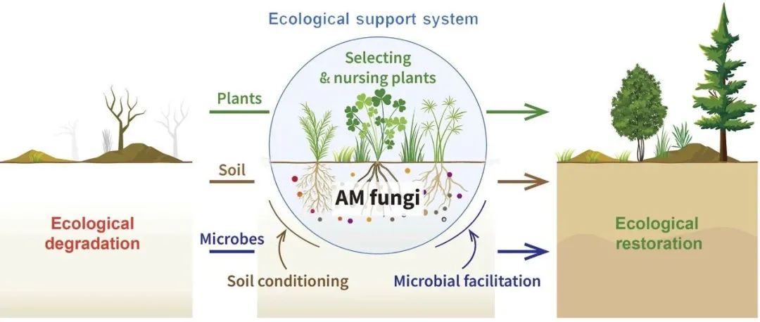 展望文章丨SOIL BIOL BIOCHEM：利用丛枝菌根真菌群落恢复生态：一个概念框架