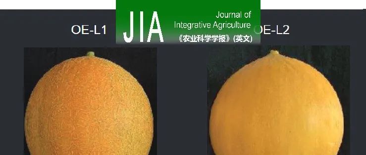 JIA｜内蒙古大学哈斯阿古拉教授团队揭示甜瓜NAC转录因子CmNAC34调控果实成熟的分子机制