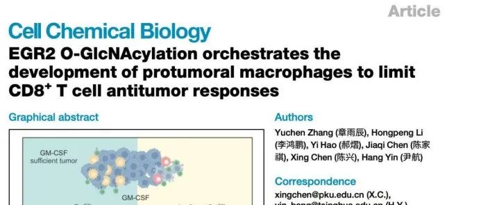 Cell Chem Biol | 清华大学尹航课题组封面文章报道O-糖基化修饰调控抗肿瘤免疫的新机制