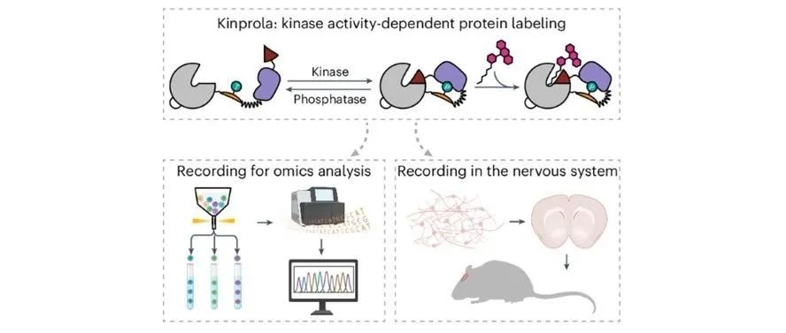 文献分享|Nature Chemical Biology：细胞蛋白激酶活性的化学标记分子记录