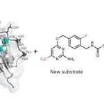 Nat. Chem. Biol. | 利用SNAP-tag2进行更快速明亮的蛋白质标记