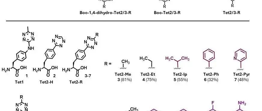 Angew. Chem. Int. Ed. | 优化含四嗪基团非天然氨基酸以实现蛋白质生物正交连接
