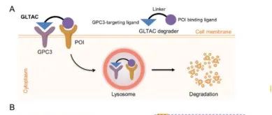 Acta Pharmaceutica Sinica B GPC3|介导的溶酶体靶向嵌合体（GLTACs）：靶向降解膜蛋白的新策略