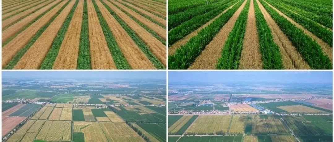 【新闻】国家重点研发项目“西北灌漠土区多样化种植保墒培肥与产能提升技术模式与应用”课题五田间观摩考核会顺利召开