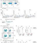 Science | 一类抗原呈递细胞在生命早期诱导口服免疫耐受