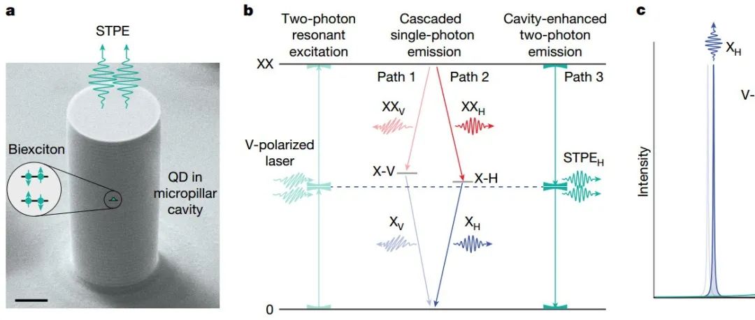 中山大学最新Nature