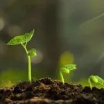 Science | 英国科学家揭示ROS通过调控Aux/IAA蛋白多聚化影响植物对水分变化的快速响应