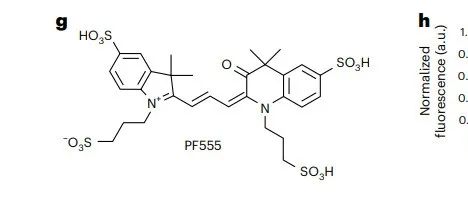 Nat. Methods&#166; 用于长期活细胞单个蛋白成像的超高光稳定有机染料