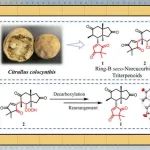伊犁师范大学刘伟/江西师范大学袁涛OL：从药西瓜中发现两个B环开环的葫芦烷型降三萜