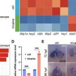 eLife |  浙江大学韩佩东研究发现id2b可介导心内膜和心肌之间的细胞间通讯以塑造心脏形态发生和功能