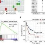 Nature Commun | 四川大学陈崇等人研究揭示EZH2-TFAP2C轴调控胃鳞状细胞癌发病机制