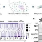 Cell Rep | 山东大学高成江等团队发现TBK1吞噬体的募集通过与SRC的正反馈调节增强抗真菌免疫