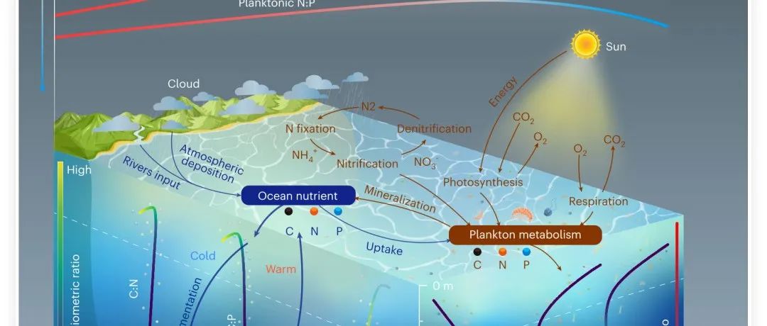 NG丨地球环境所揭示全球海洋生态计量比发生系统性变化