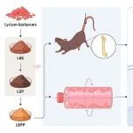 FASEB J | 中科院生物物理所陈畅研究组揭示枸杞子通过靶向Noggin改善废用性骨流失发挥“坚骨”功效的科学内涵