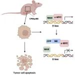 Oncogene | 清华大学邓海腾课题组开发靶向c-MYC的纳米抗体复合物，有效抑制多种肿瘤的生长