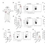 Adv. Mater：树突状细胞-纳米凝胶偶联物实现肿瘤引流淋巴结特异性PD-L1阻断