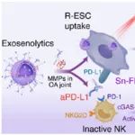 ACS Nano：光活化Exosenolytics可激活自然杀伤细胞以延缓骨关节炎