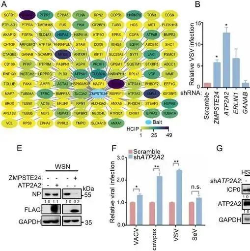 Autophagy | 武汉大学医学研究院付碧石团队揭示ATP2A2调控STING1/MITA驱动的信号转导及选择性自噬