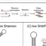 eLife丨华中农业大学位灯国研究发现SHAPE-MaP可识别RNA基因组二级结构