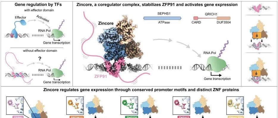 【Science】真核生物转录因子的 co-TF 依赖性差异涉及多个内在无序区域
