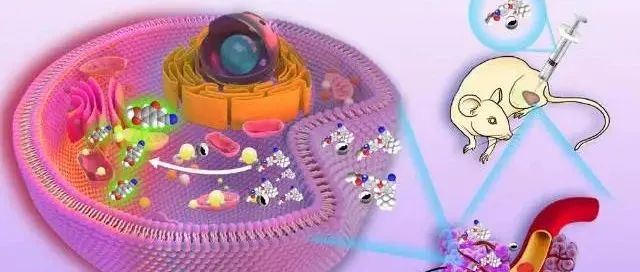 Aggregate &#166;通过生物正交激活实现硫醇失调的高选择性实时无创体内成像的钌锁定化学发光探针