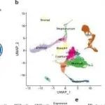 Nature Commun | 北京放射医学研究所周钢桥等人研究发现BMP4-BMPR2信号可减轻IR诱导的造血损伤