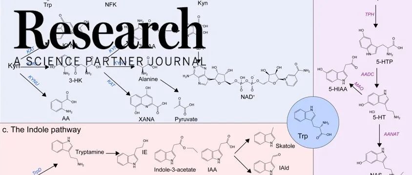 Research综述|陆军军医大学西南医院罗飞综述—色氨酸代谢紊乱在骨软骨稳态调节过程中的调控机制和潜在应用