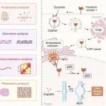 STTT | 中国科学院大学范克龙探究转铁蛋白受体1核易位促进肿瘤进展的机制