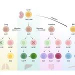 Sci Immun | 中国科大免疫应答与免疫治疗全国重点实验室田志刚/彭慧课题组揭示固有淋巴细胞胚胎起源