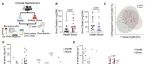 Cell Rep |&#160;四川大学王坤杰等团队发现肠道菌群-胆汁酸串扰通过Hsp90α介导的铁死亡导致草酸钙肾病